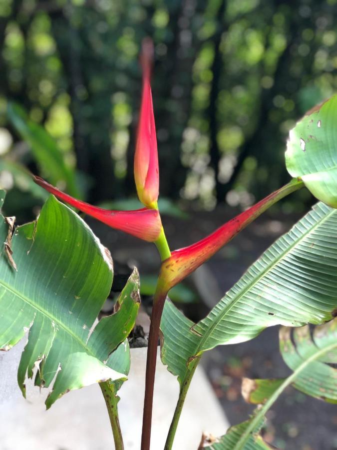 Cantos Del Bosque Monteverde Eksteriør bilde